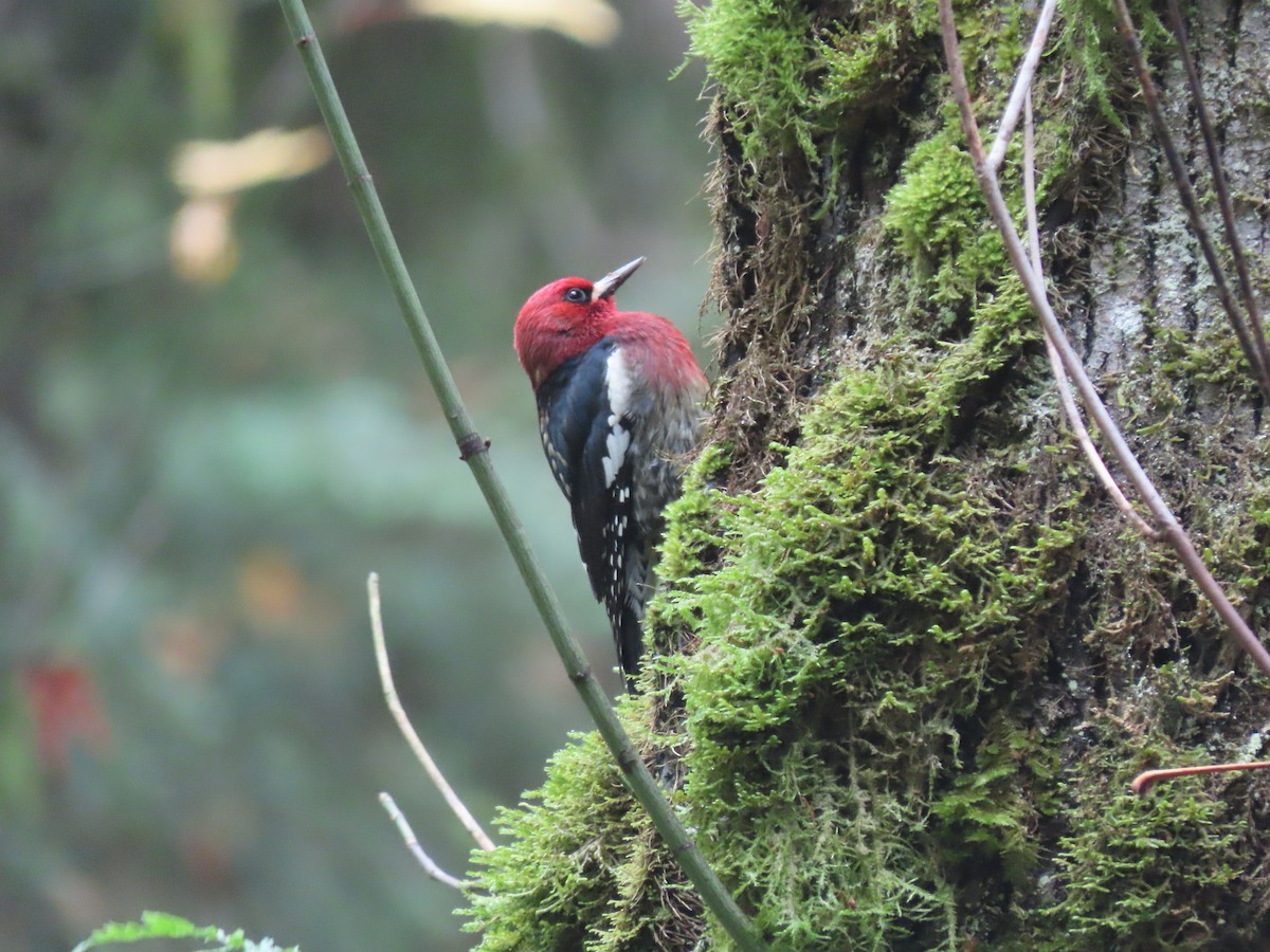 Red-breasted Sapsucker - Kyle Leader
