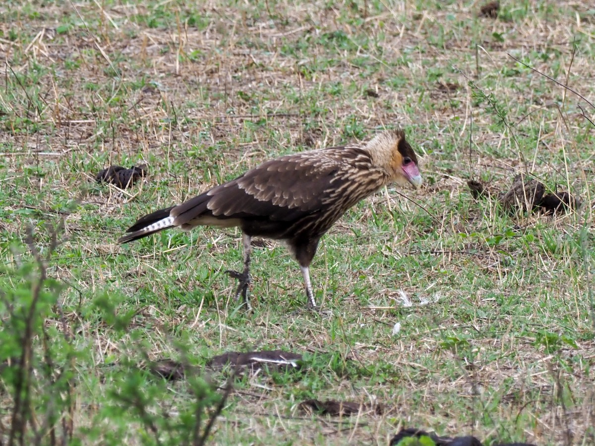 Crested Caracara (Southern) - ML611023585
