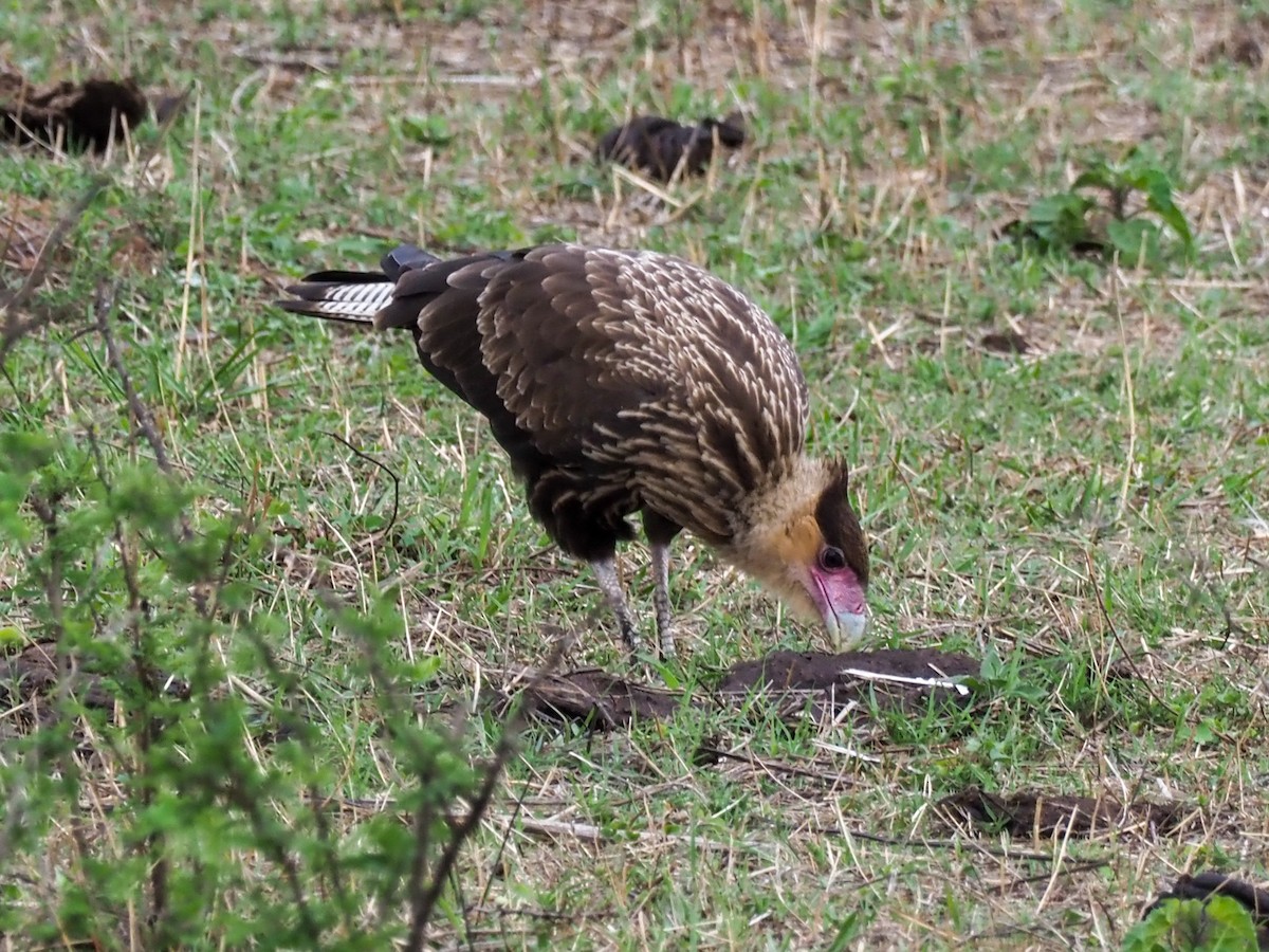 Crested Caracara (Southern) - ML611023586