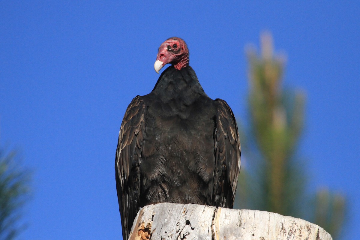 Turkey Vulture - ML611023817
