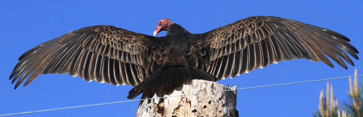 Turkey Vulture - ML611023818
