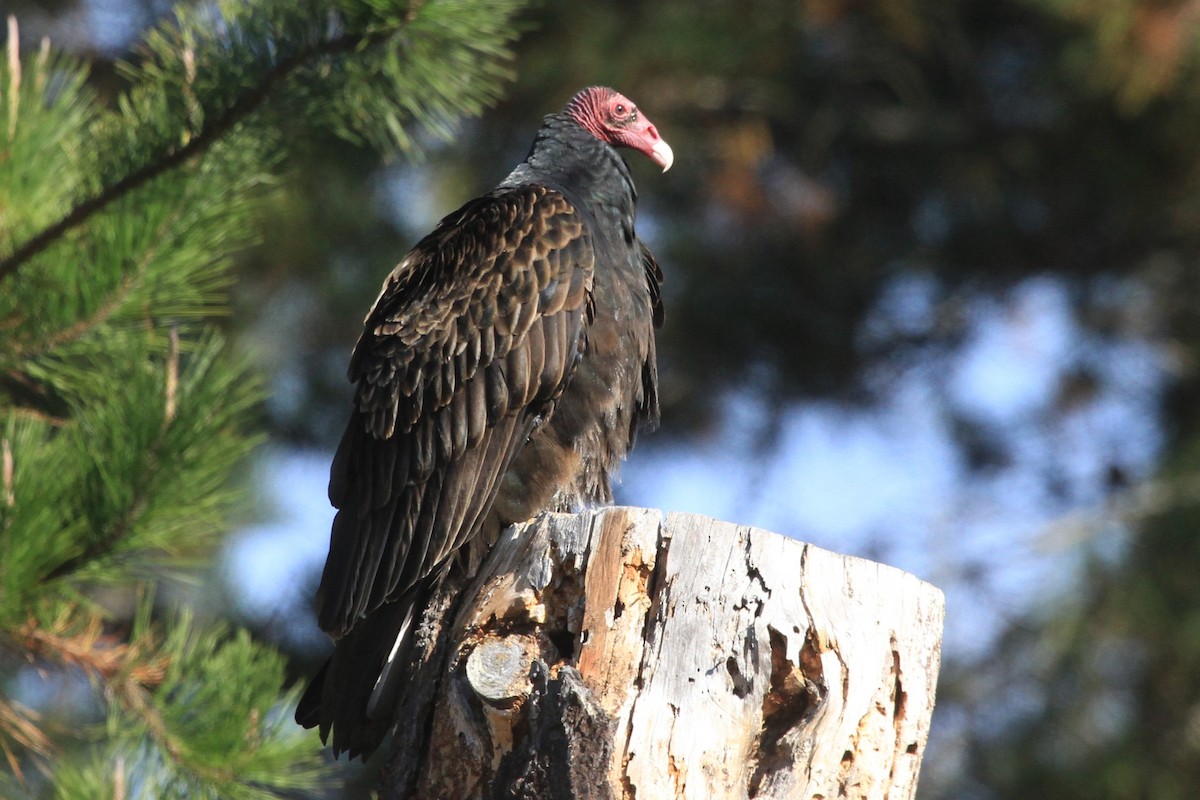 Turkey Vulture - ML611023831