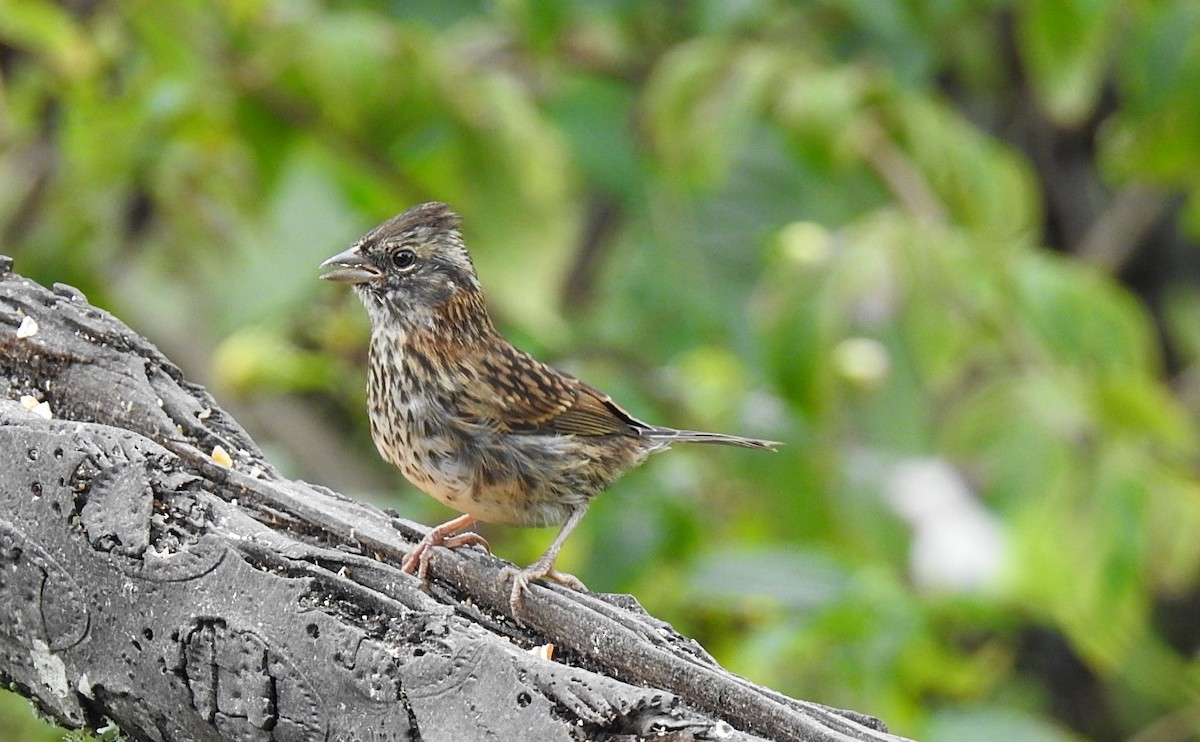 Rufous-collared Sparrow - ML611023854