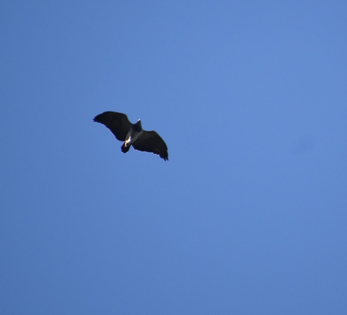 Black-chested Buzzard-Eagle - ML611023979