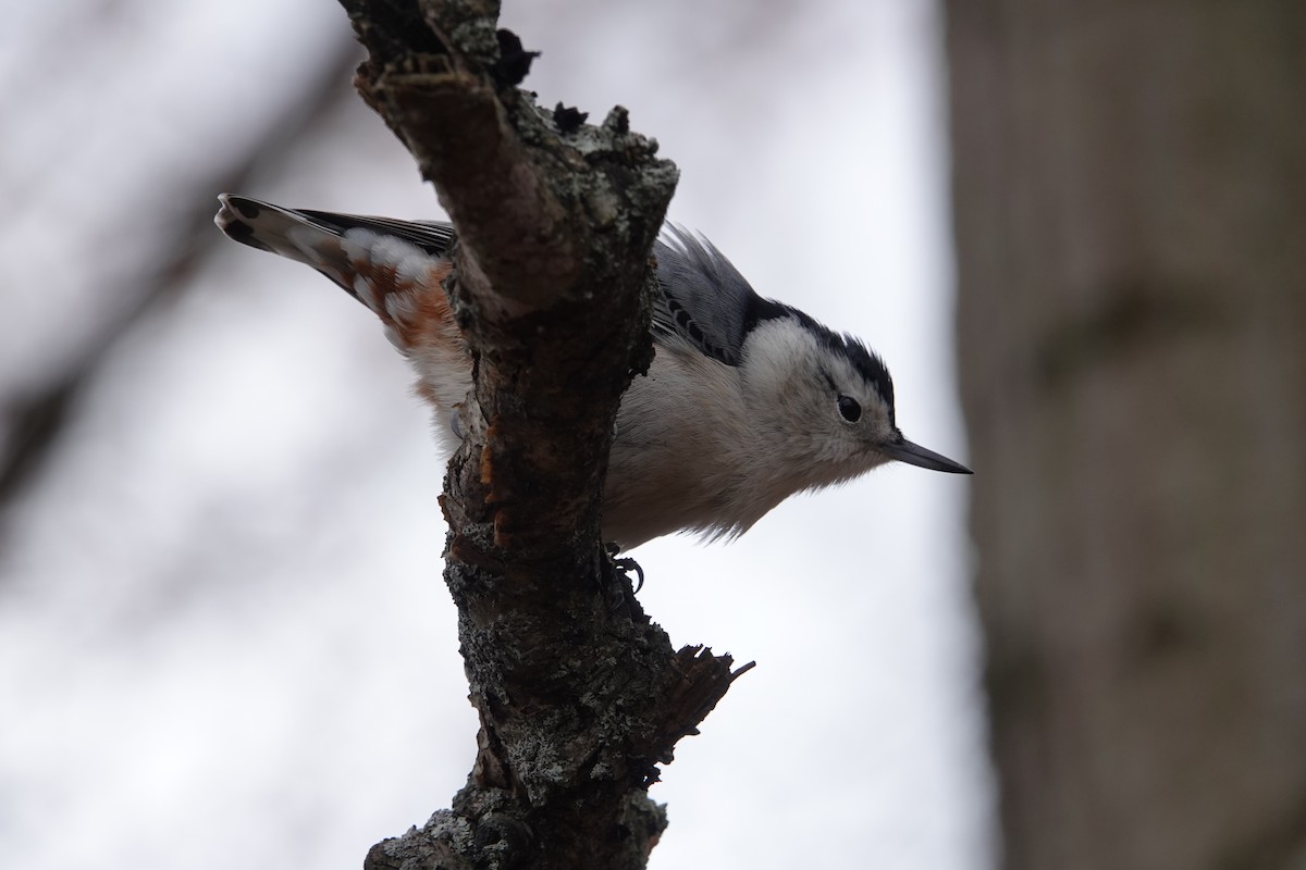 White-breasted Nuthatch - ML611024127