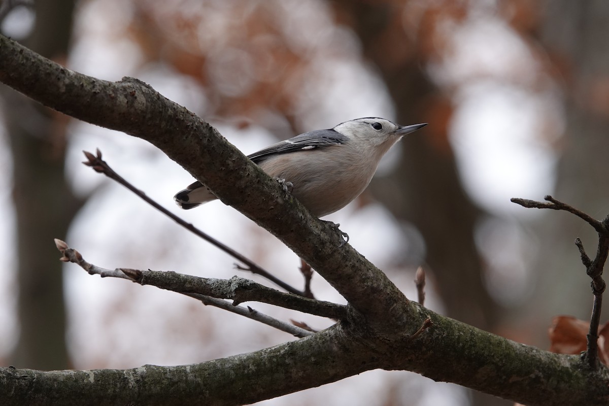 White-breasted Nuthatch - ML611024128