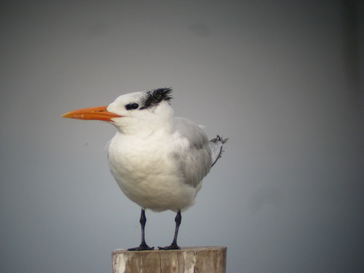 Royal Tern - Cole Fredricks