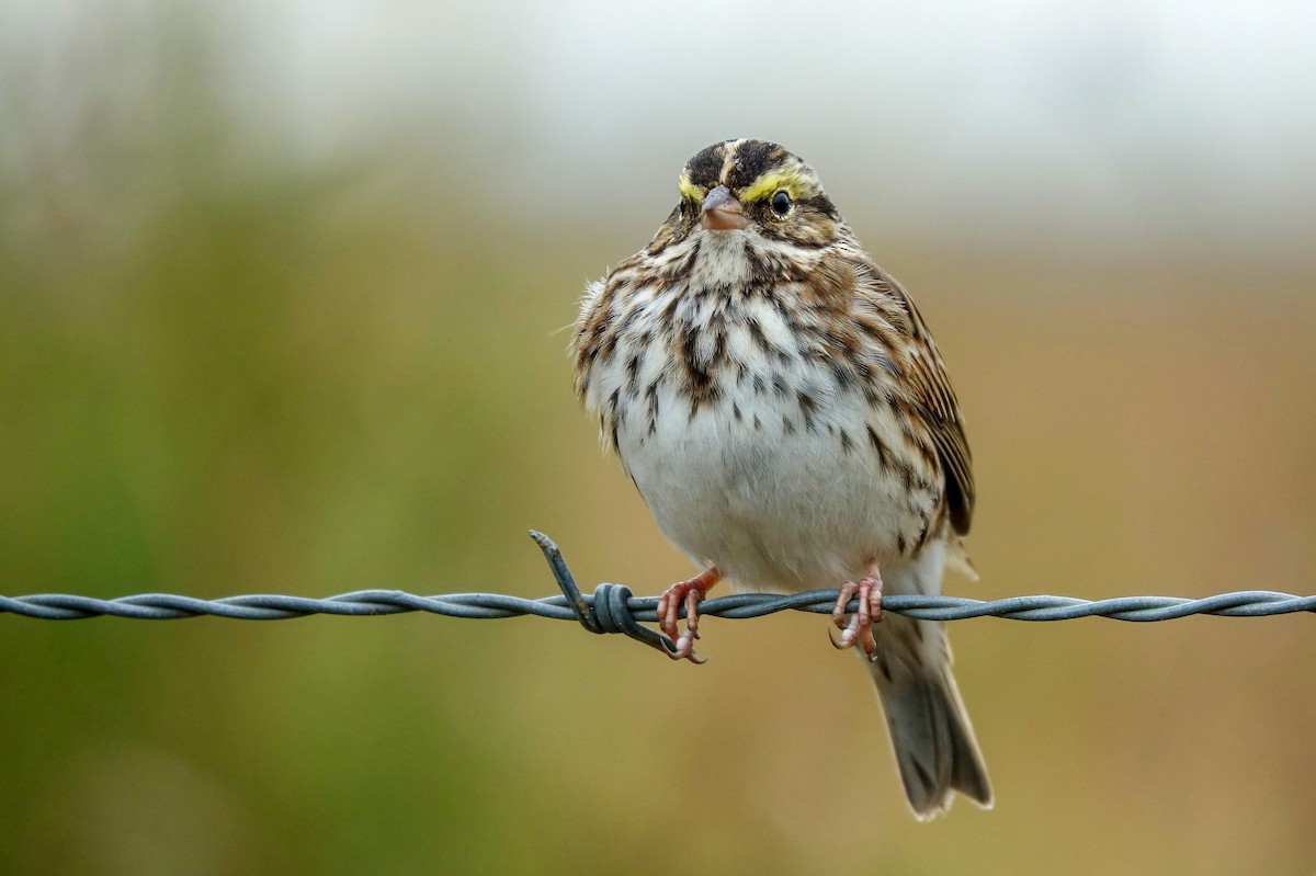 Savannah Sparrow - ML611025908