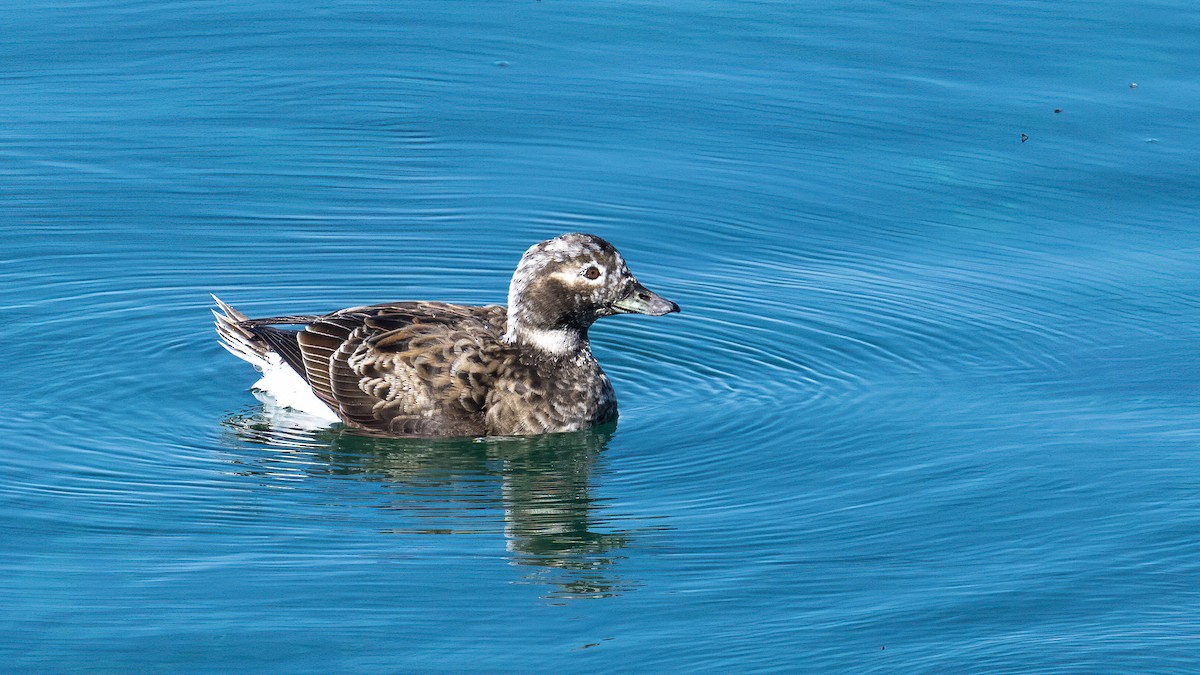 Long-tailed Duck - ML611025938