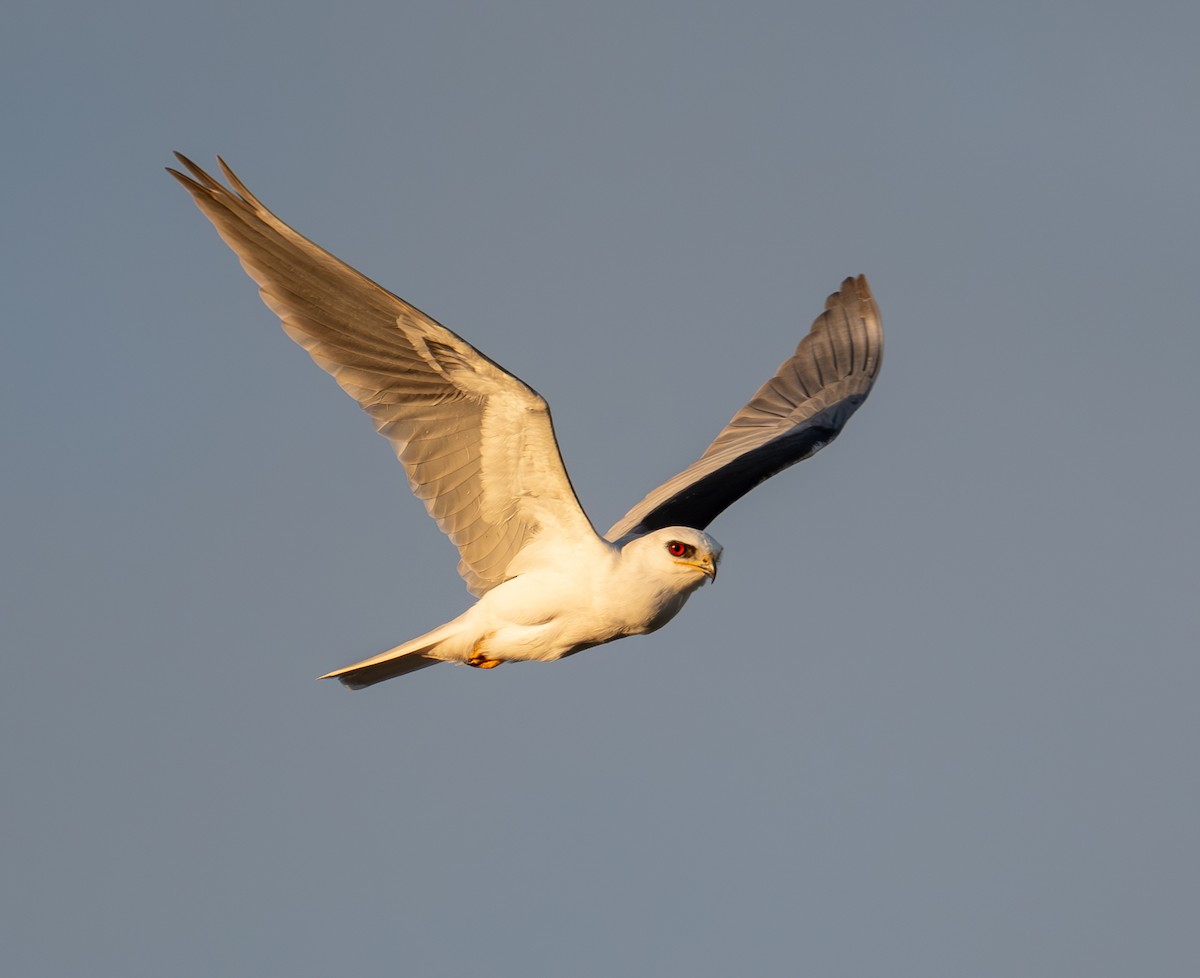 White-tailed Kite - Kyle Matera