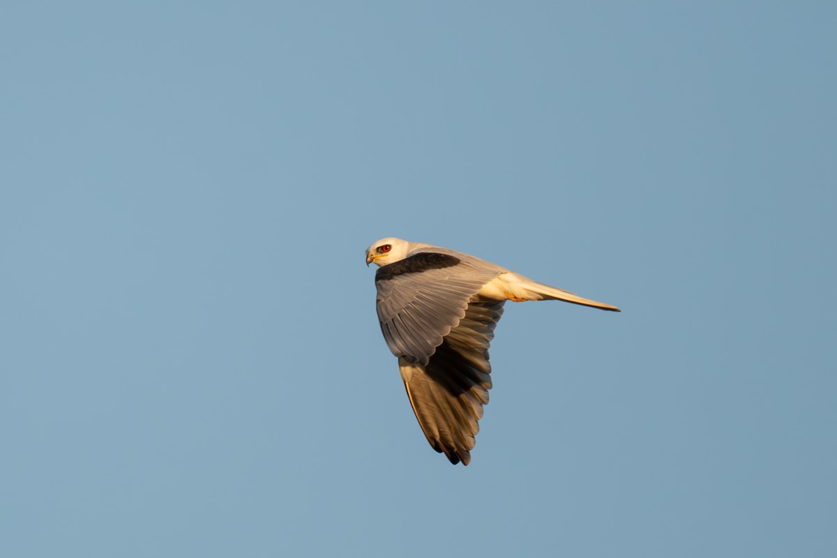 White-tailed Kite - ML611025989