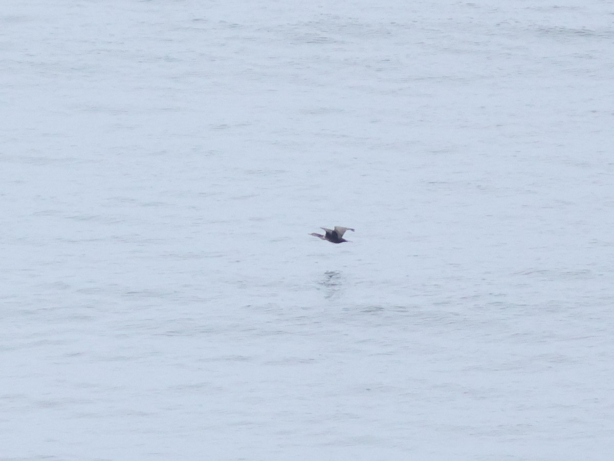 eBird Québec Checklist 9 Nov 2023 Observatoire d'oiseaux de