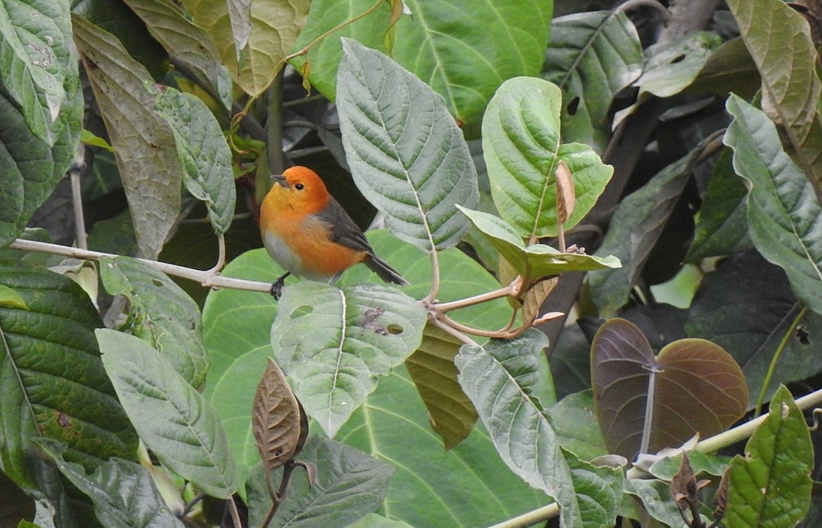 Rufous-chested Tanager - ML611026565