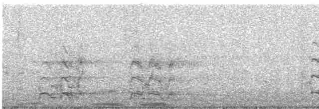 אווז לבן-מצח - ML611027152