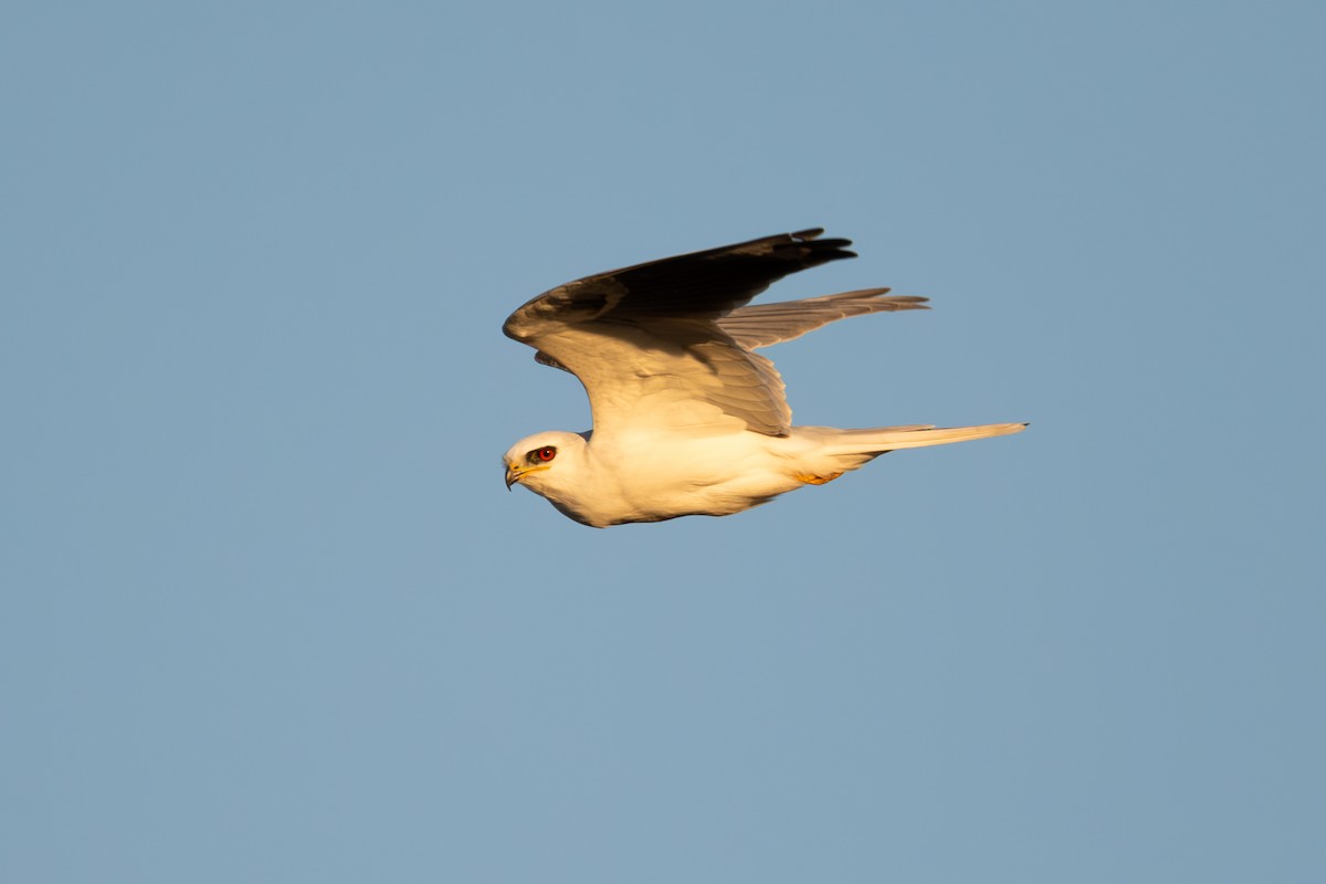 White-tailed Kite - ML611027196