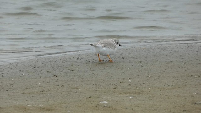 Piping Plover - ML611027316