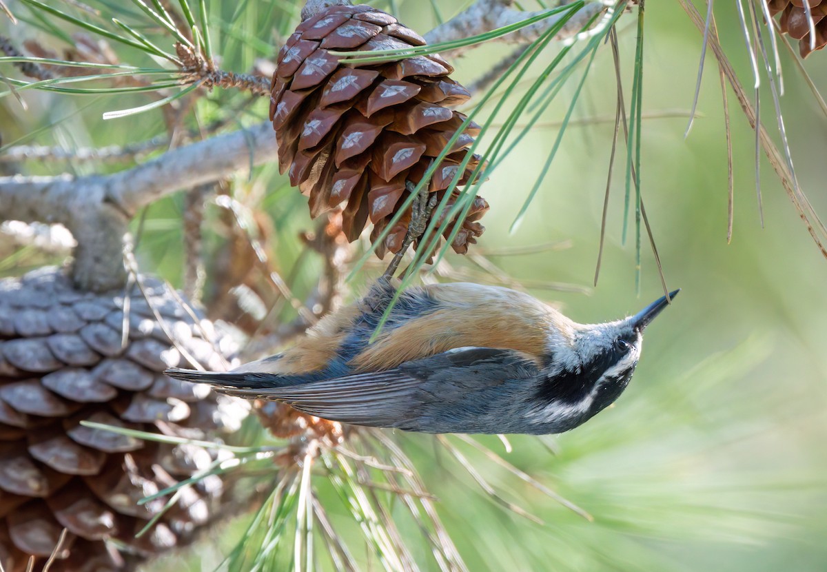 Red-breasted Nuthatch - ML611027535