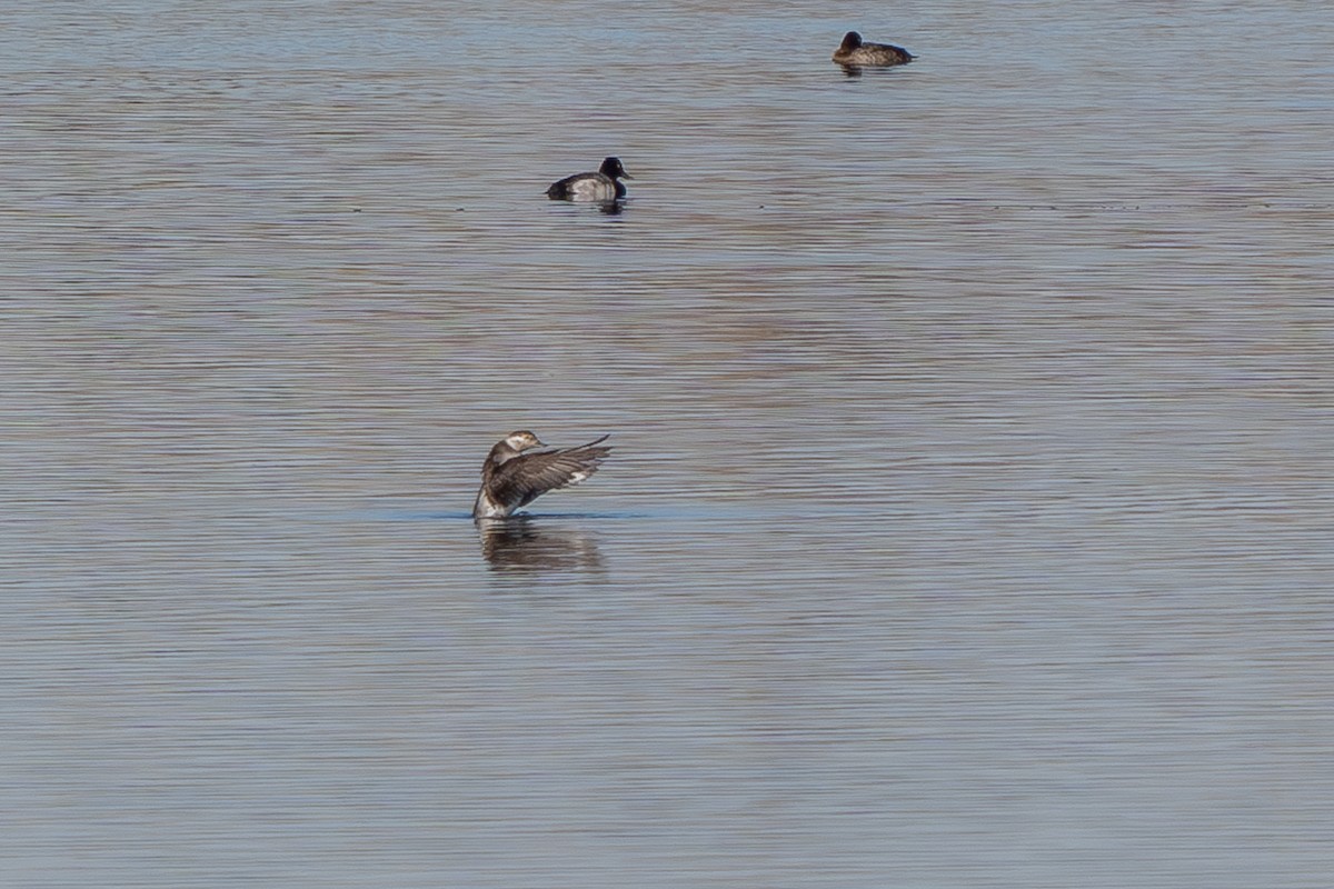 Long-tailed Duck - ML611027594