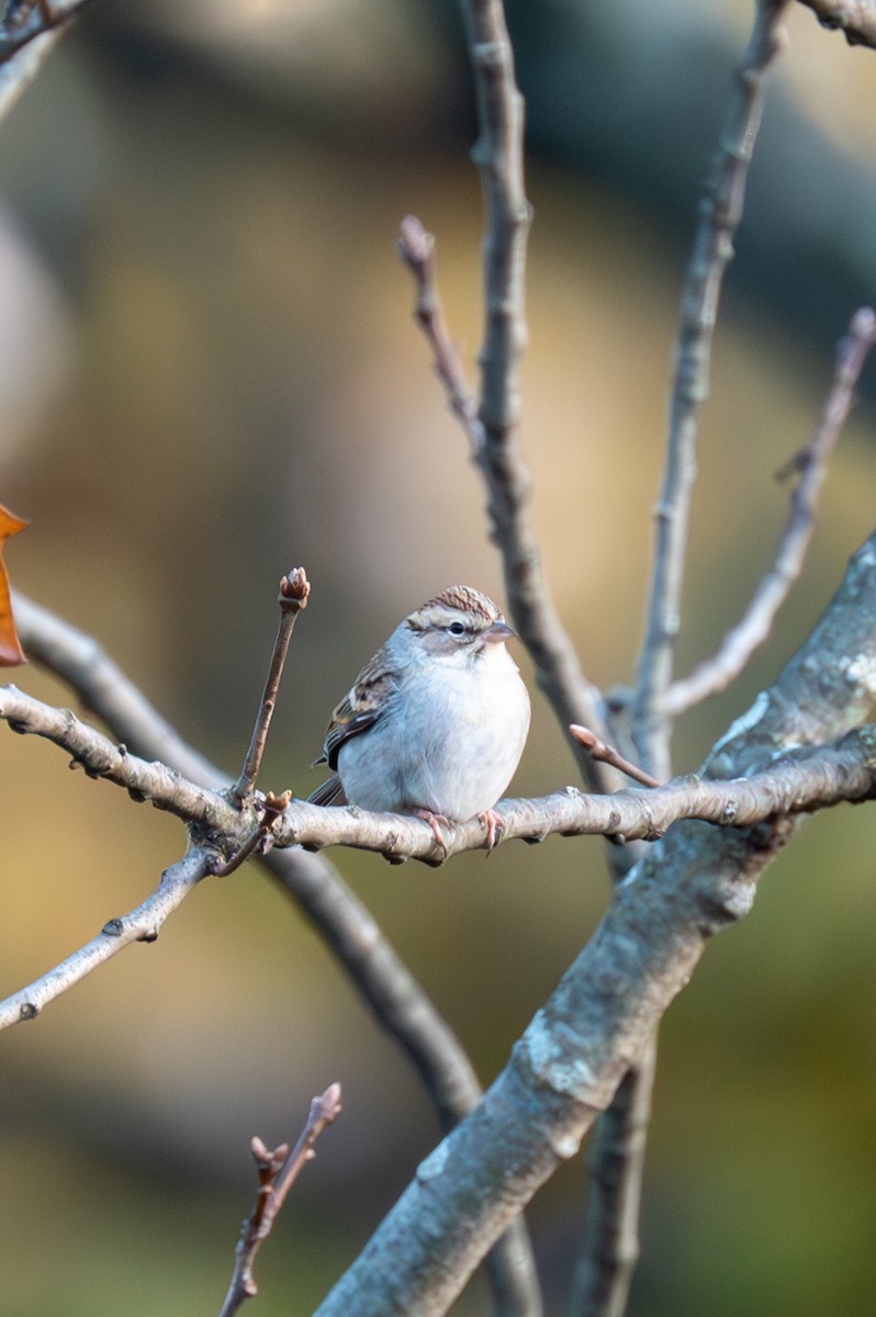 Chipping Sparrow - ML611027837