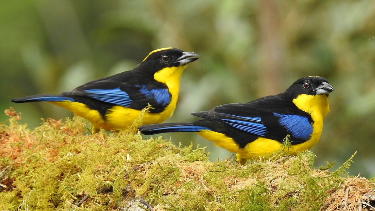 Blue-winged Mountain Tanager - ML611028162