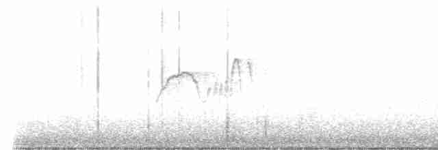 Светлобрюхий фиби - ML611028404