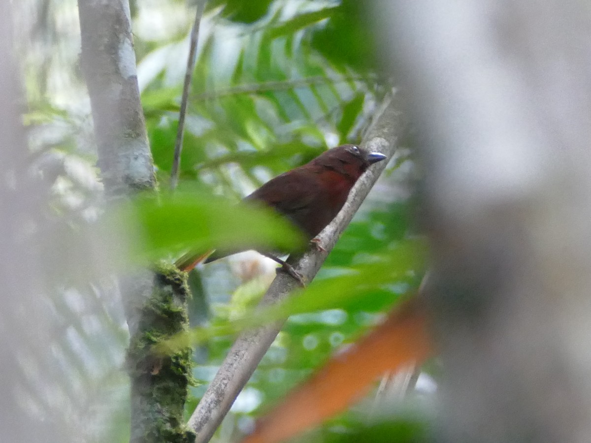 Red-crowned Ant-Tanager (Red) - ML611028410