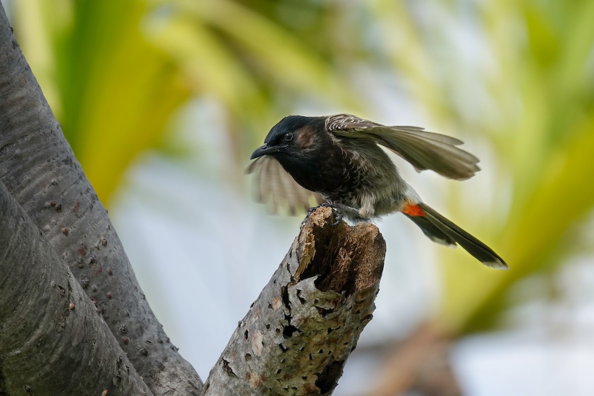 Red-vented Bulbul - ML611028807