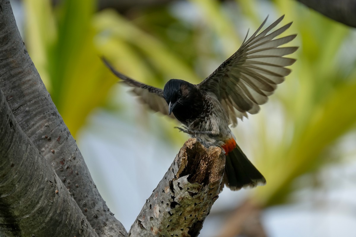 Red-vented Bulbul - ML611028808