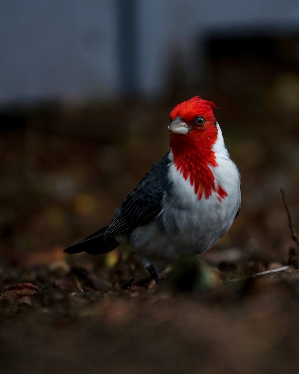 Red-crested Cardinal - Andy Liu