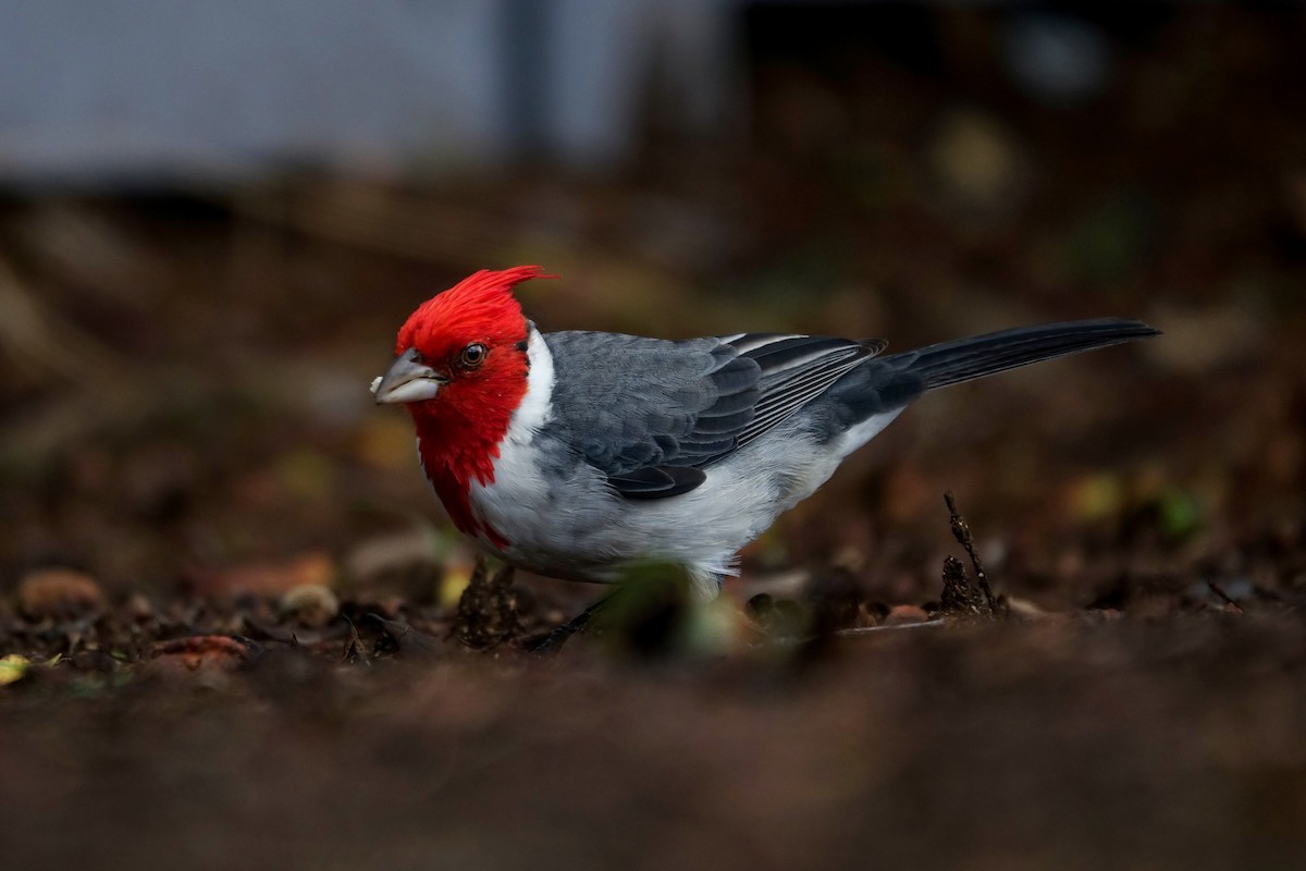 Red-crested Cardinal - Andy Liu