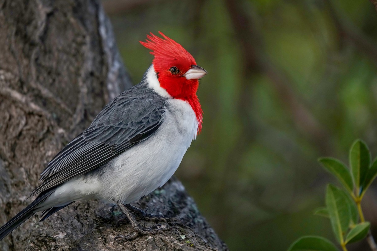 Red-crested Cardinal - ML611028902