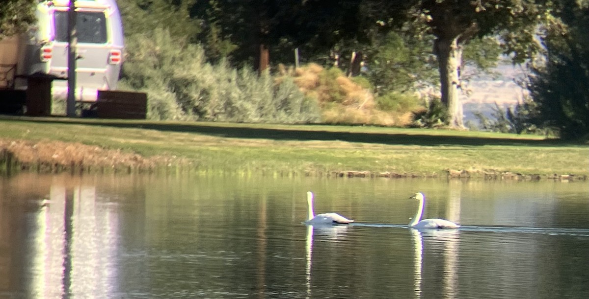 eBird Checklist 5 Nov 2023 Desert CenterLake Tamarisk 56 species