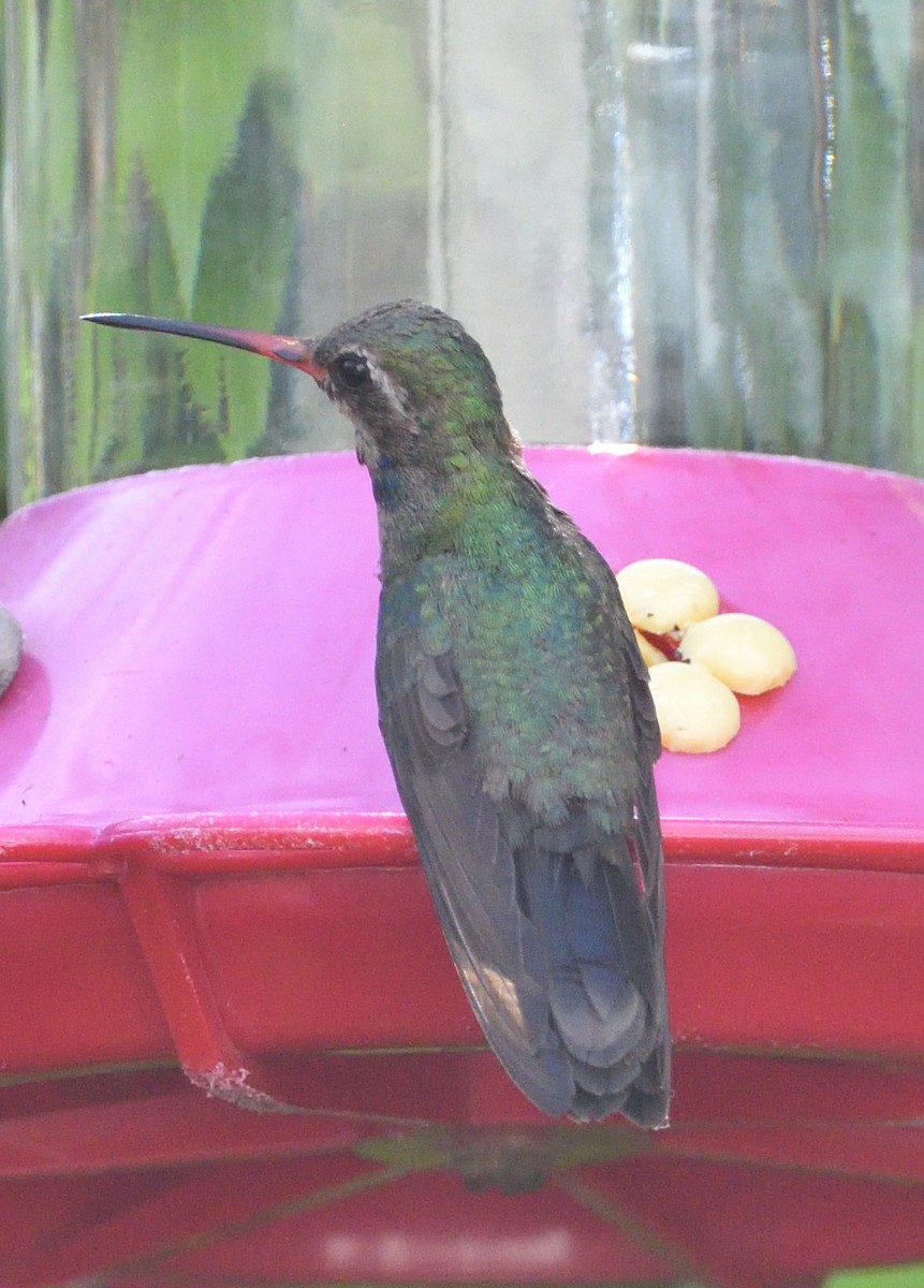 Broad-billed Hummingbird - ML611029409