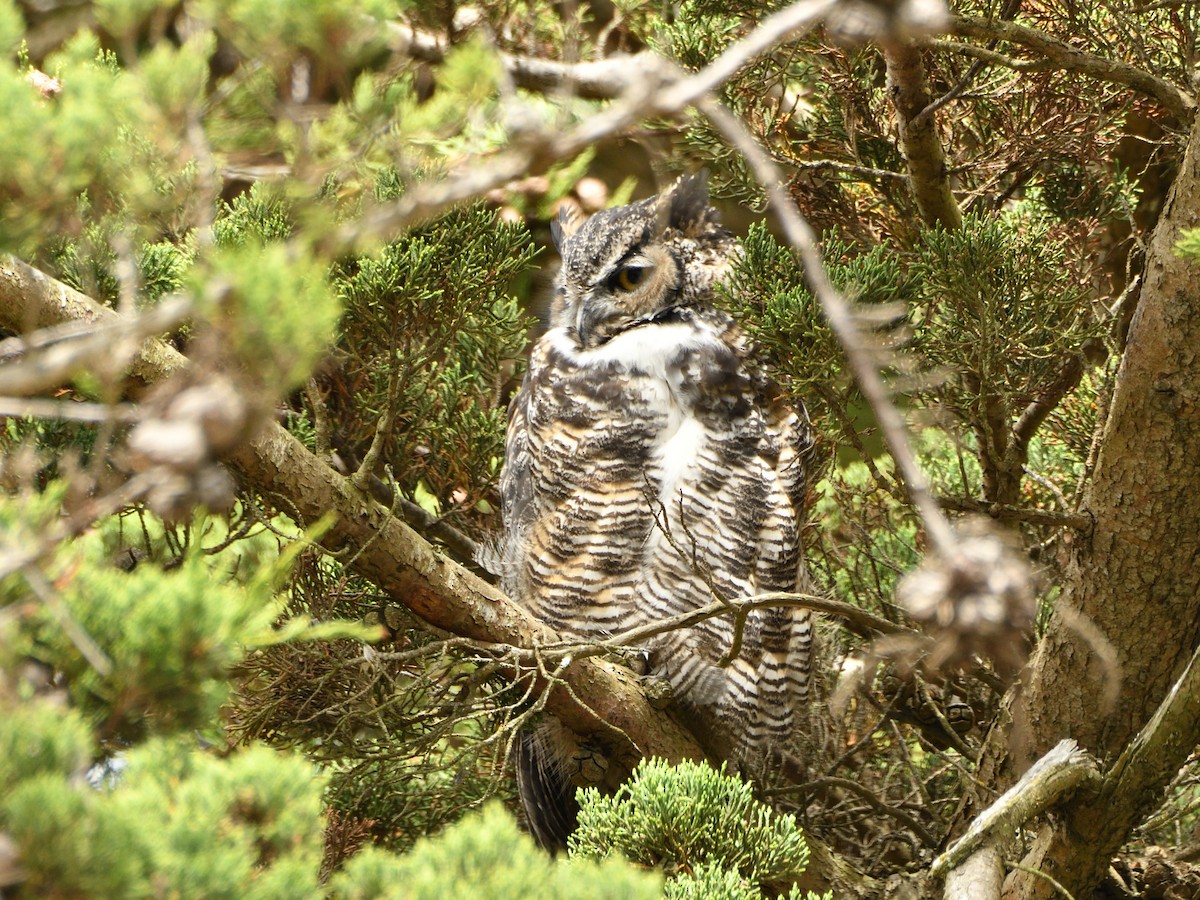 Great Horned Owl - ML611029515