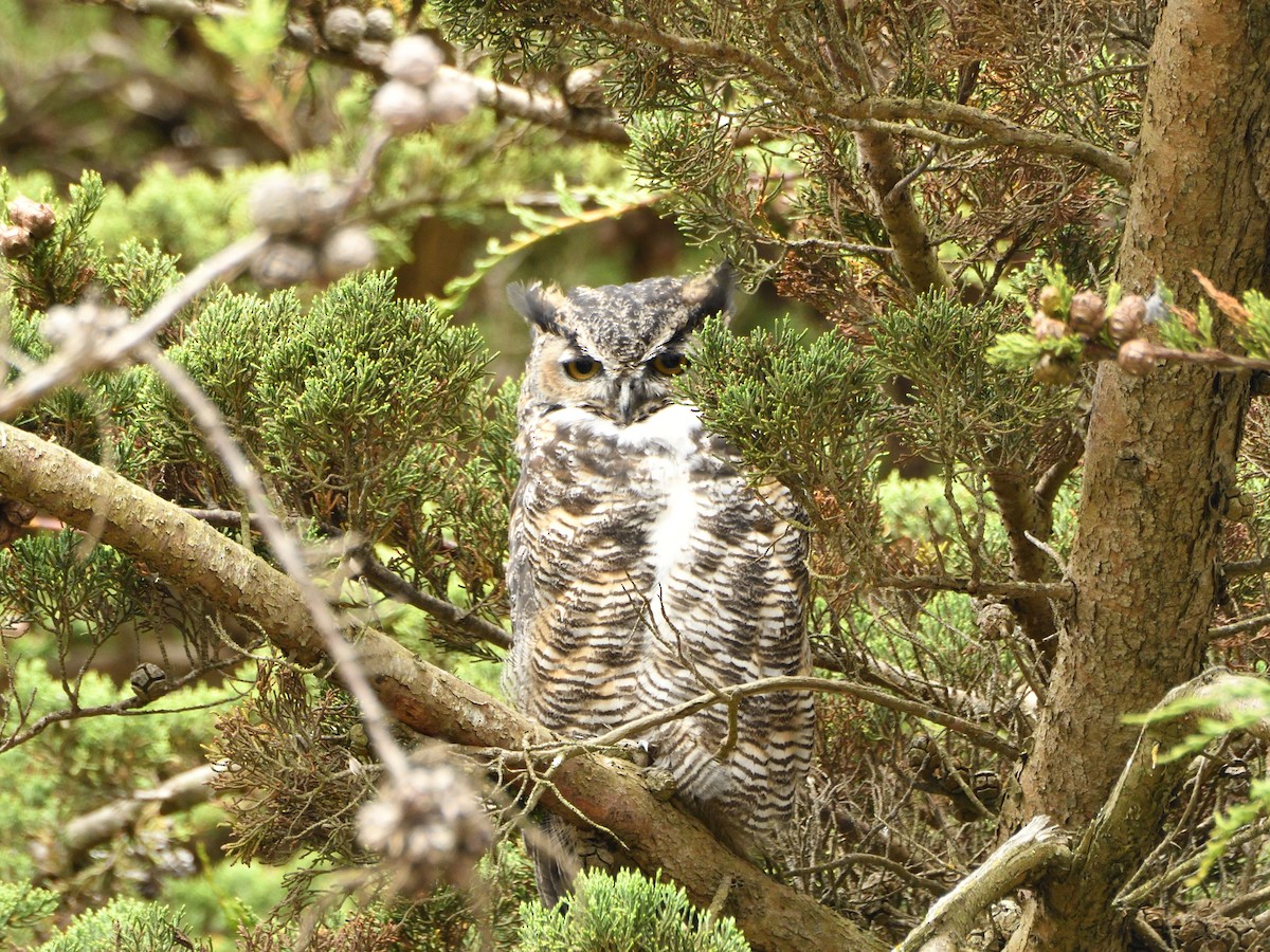 Great Horned Owl - ML611029516