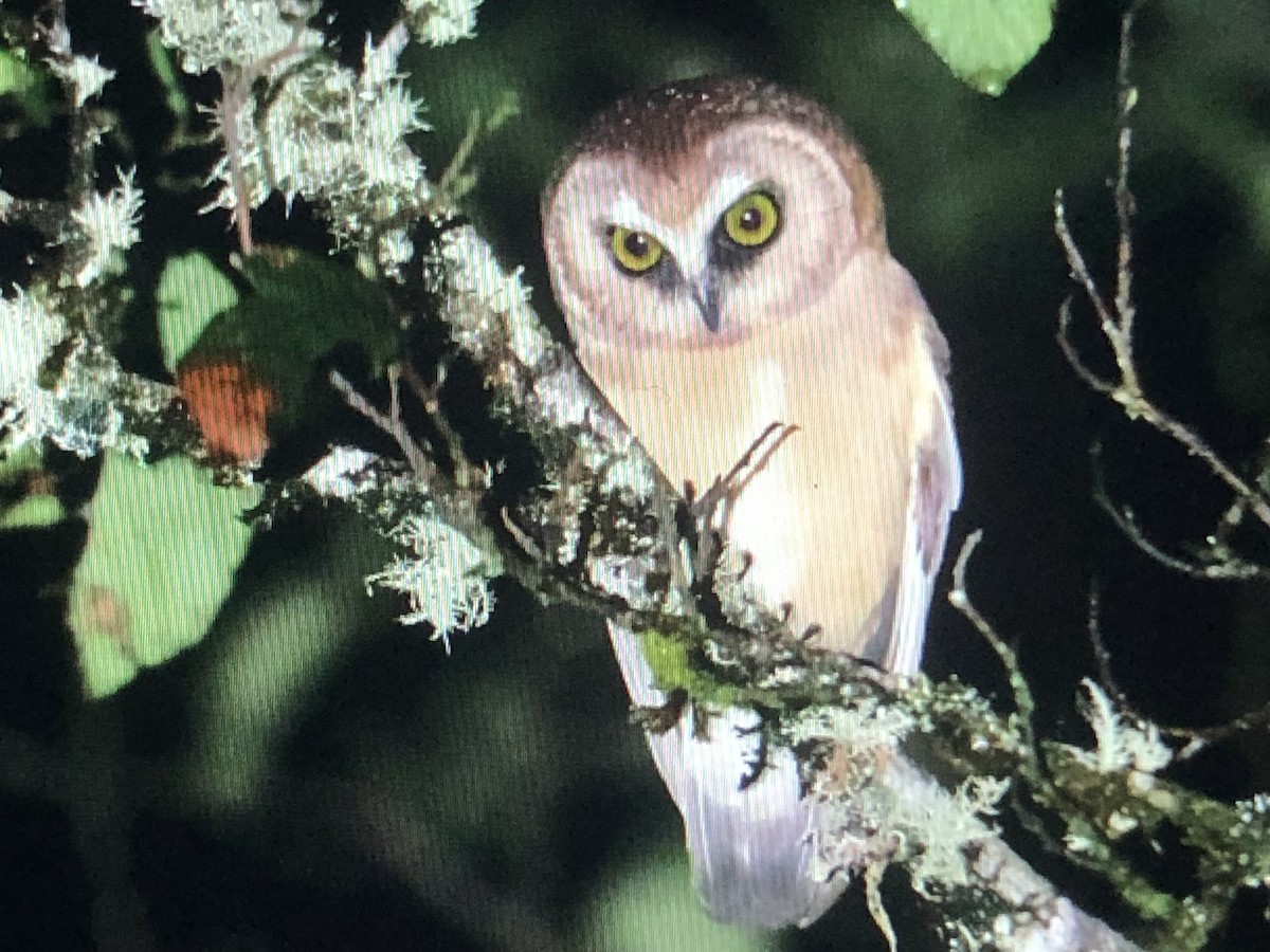 Unspotted Saw-whet Owl - ML611029528