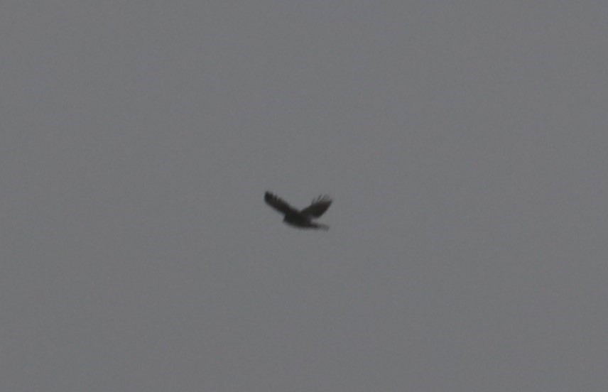Buteo sp. - ML611029759