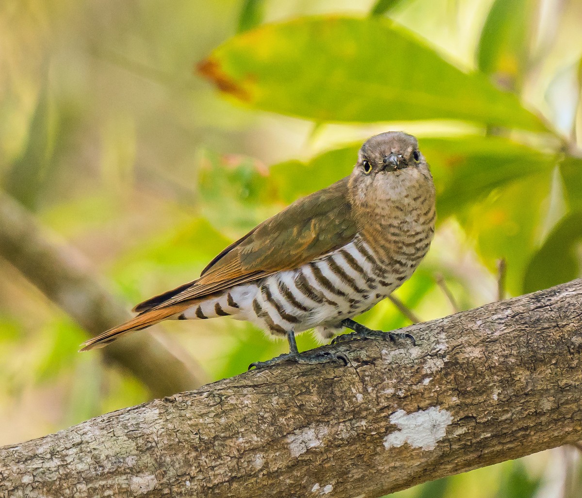 Little Bronze-Cuckoo (Gould's) - ML611029904