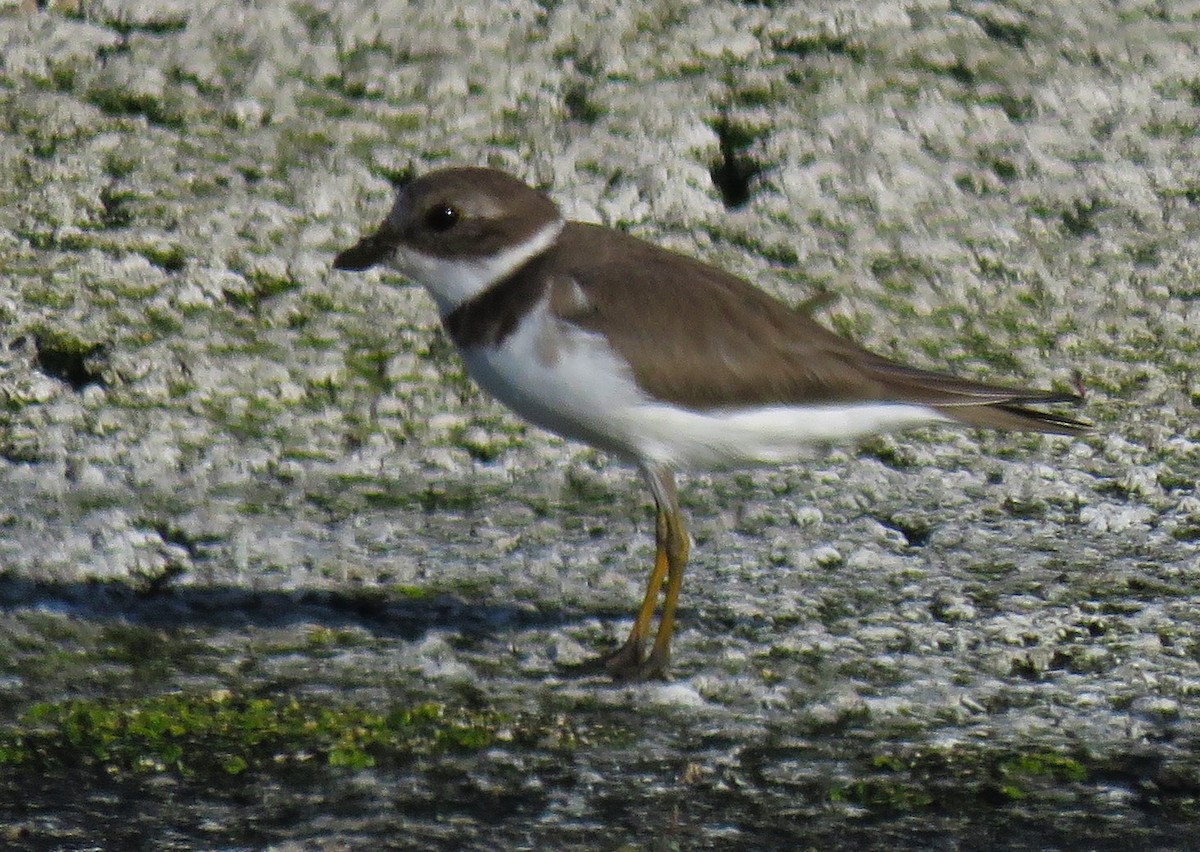 Semipalmated Plover - ML611029931