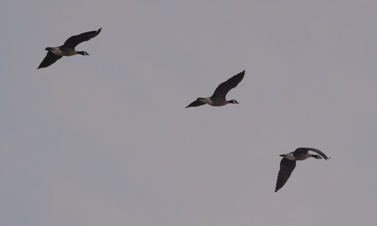 Cackling Goose (Aleutian) - ML611030413