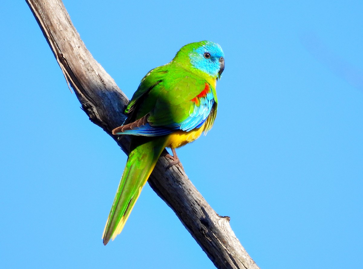 Turquoise Parrot - ML611030694