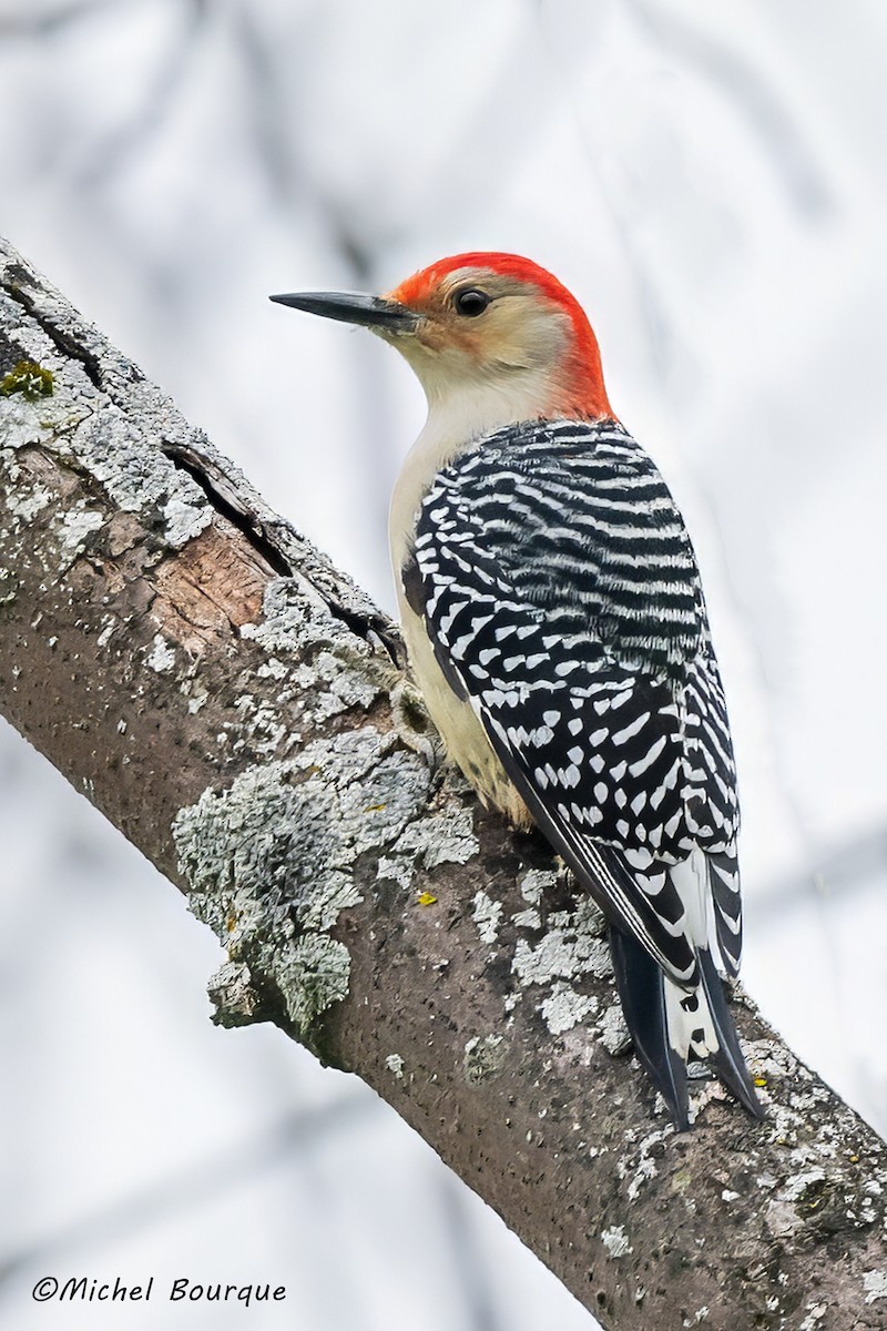 Red-bellied Woodpecker - ML611030707