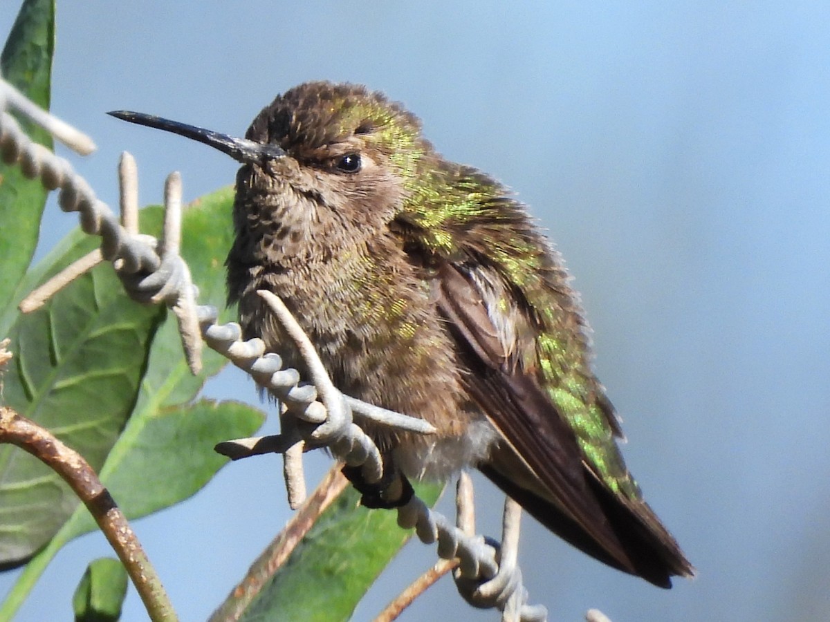 Anna's Hummingbird - ML611030756