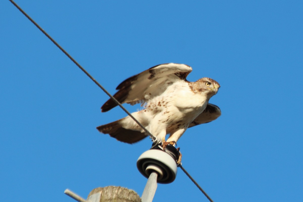 Red-tailed Hawk - ML611030828