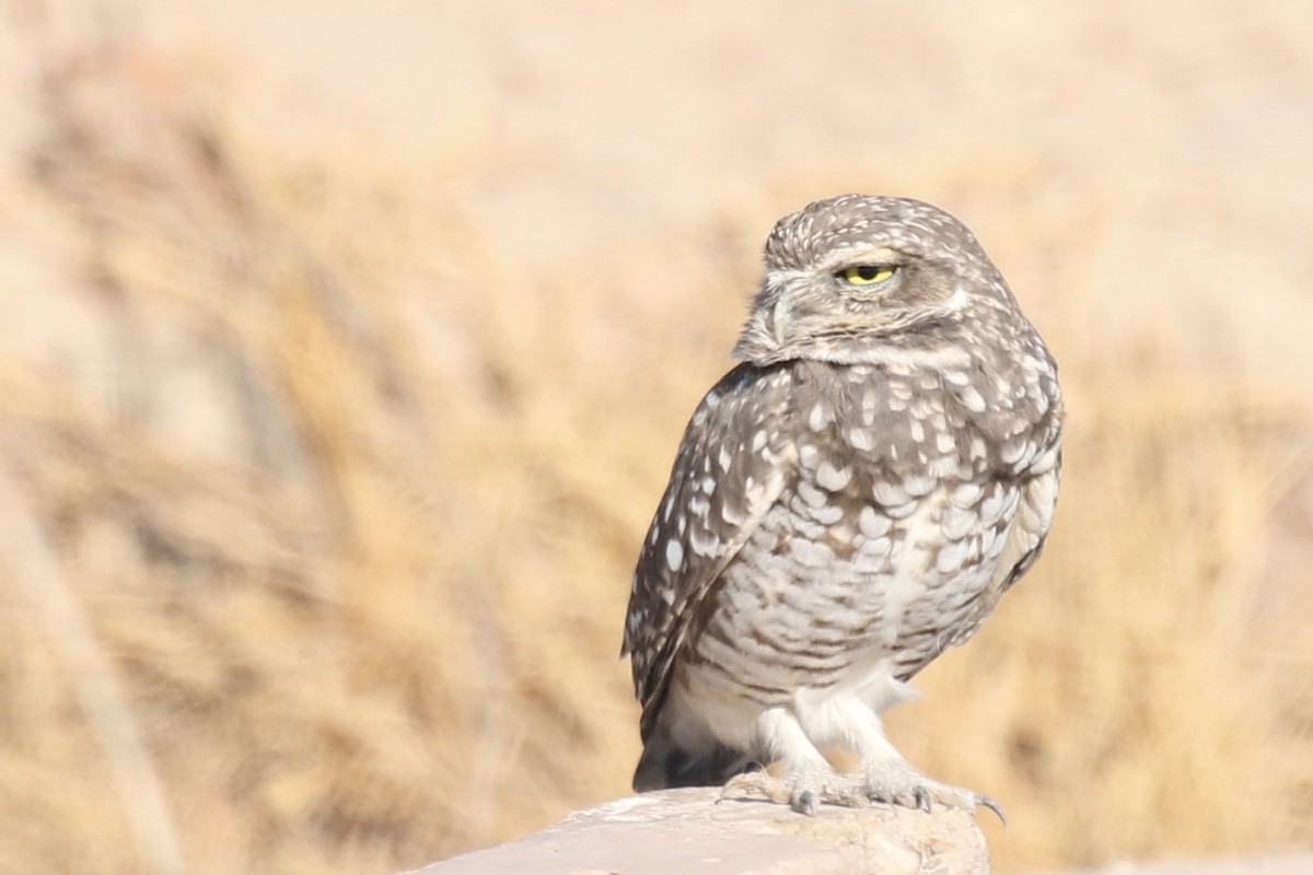 Burrowing Owl - ML611030908