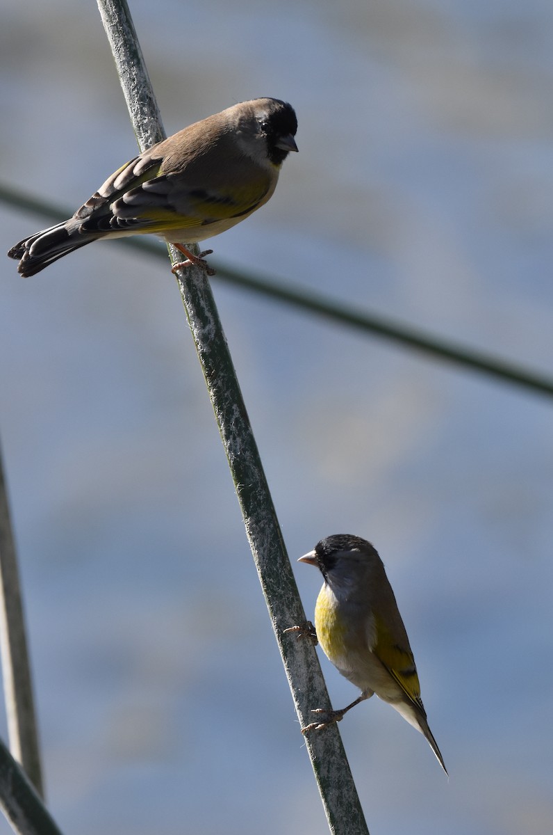 Lawrence's Goldfinch - ML611031826