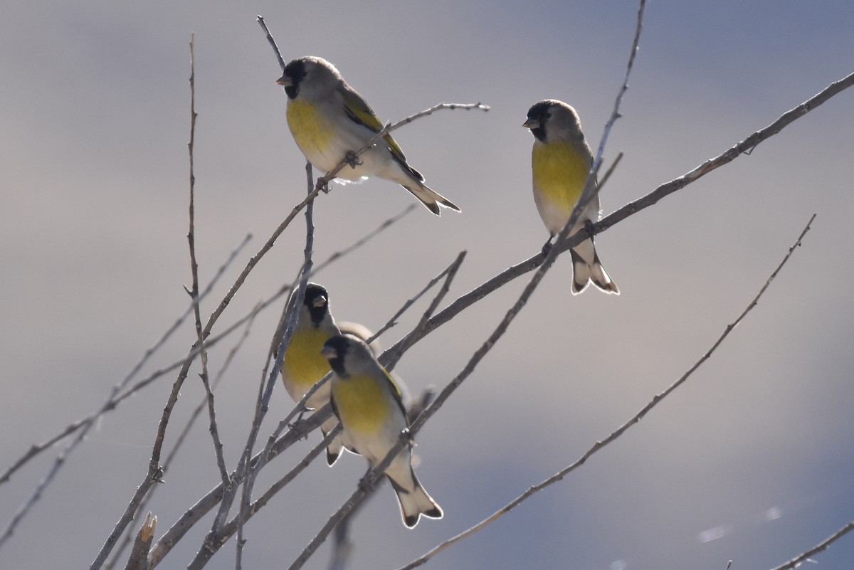 Lawrence's Goldfinch - ML611031838