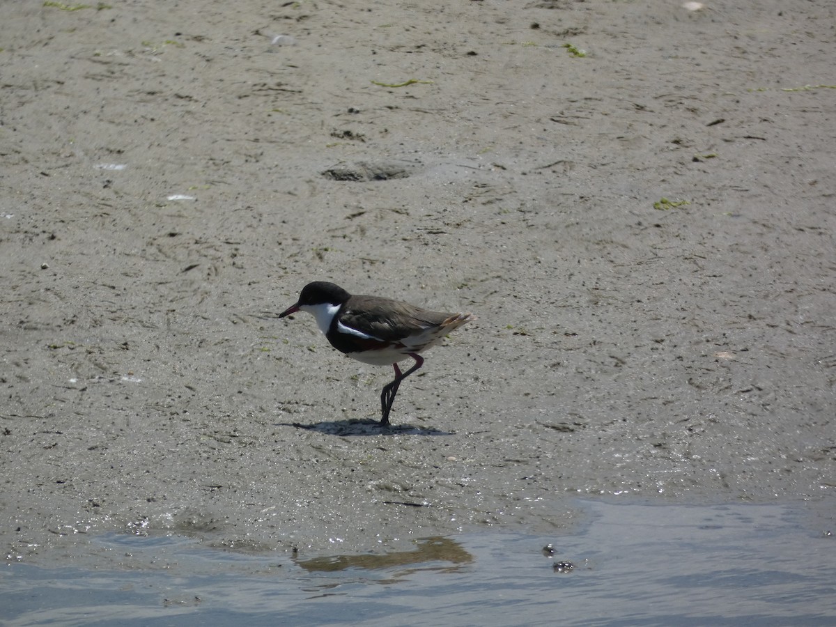 Red-kneed Dotterel - ML611032127