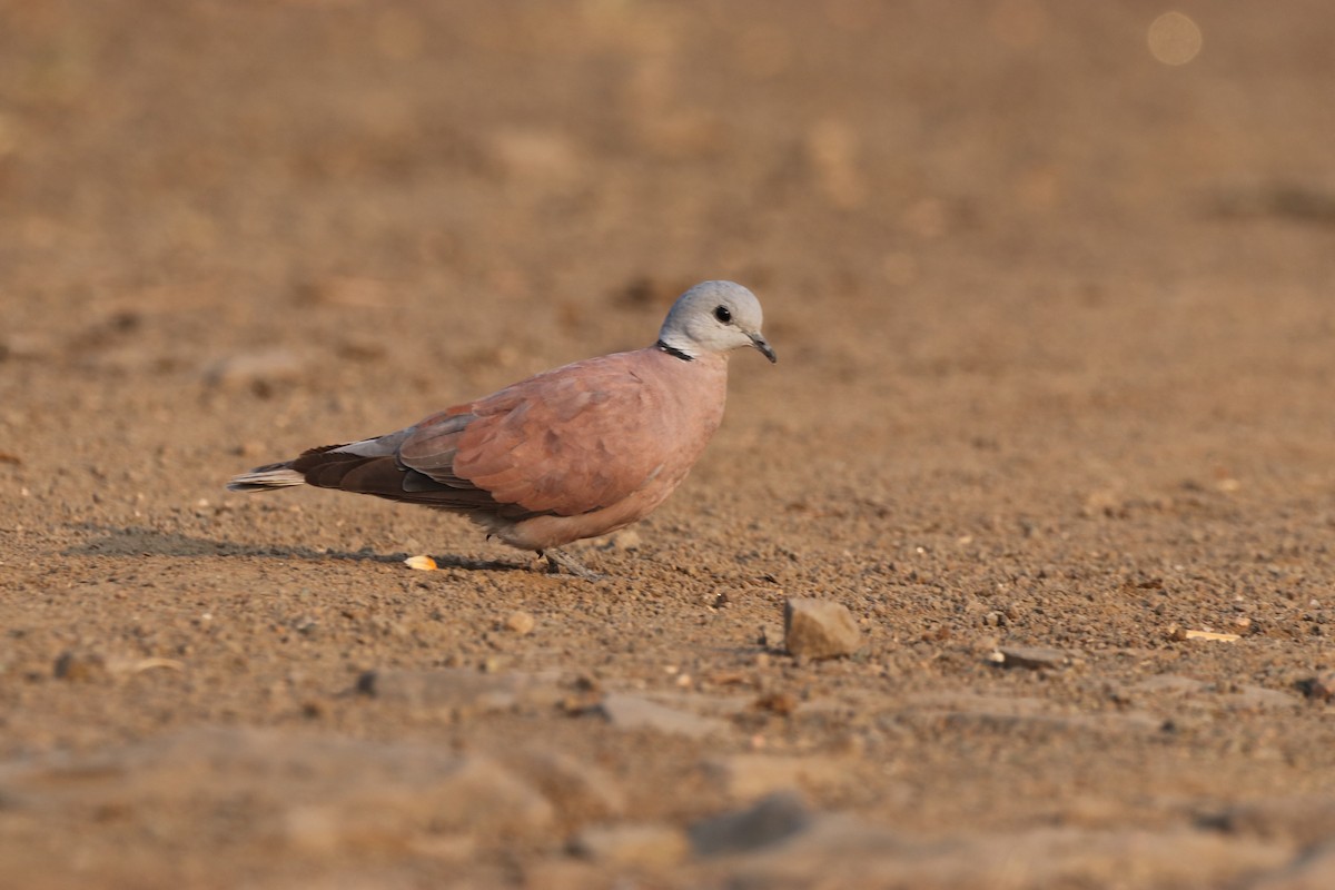 Red Collared-Dove - ML611032172