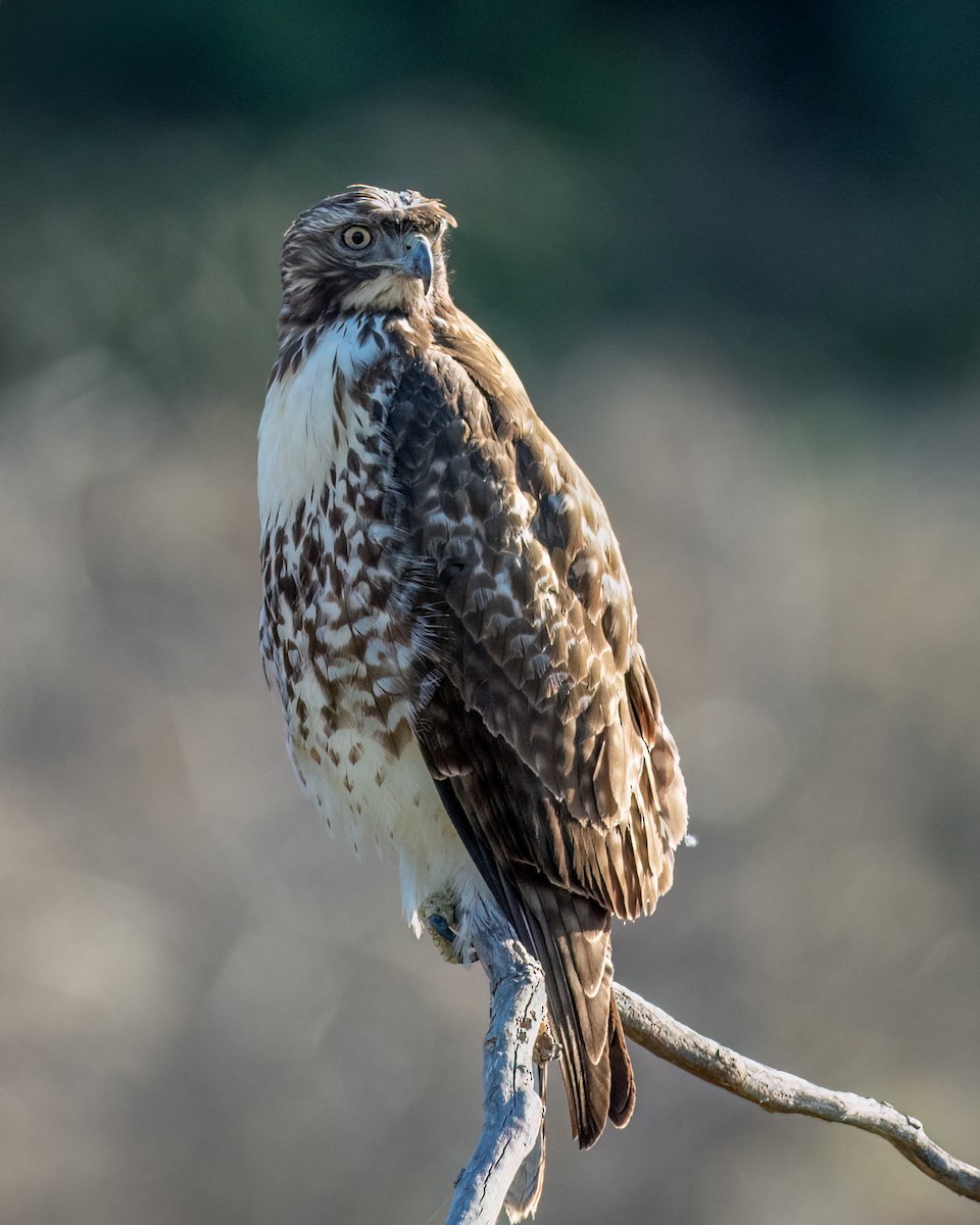 Red-tailed Hawk - ML611032368